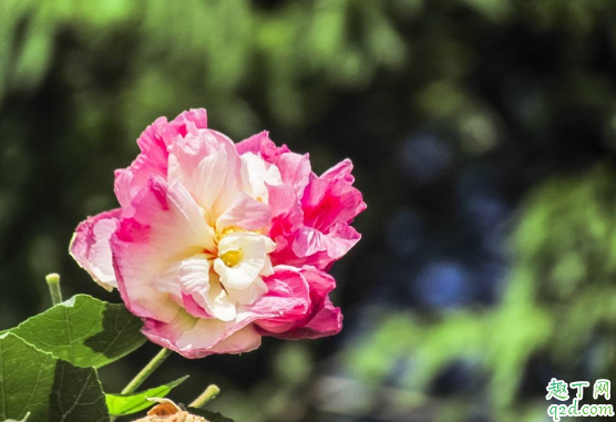 芙蓉花养在室内对人身体有害吗 芙蓉花怎么养花开的旺盛