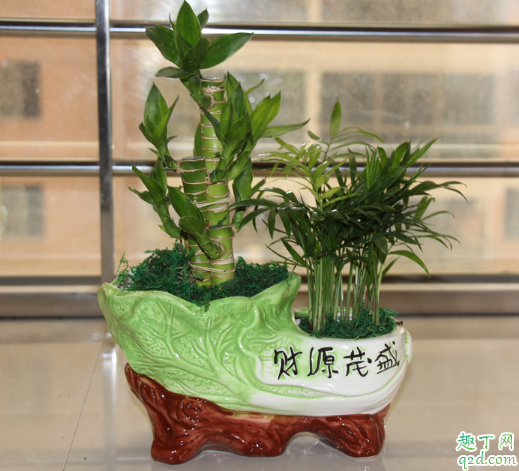 富贵竹怎样水培长得旺盛 富贵竹水培需注意哪些事项
