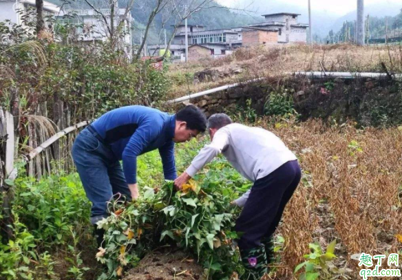 无公害的红薯怎么种 种红薯需要翻藤还是提藤好