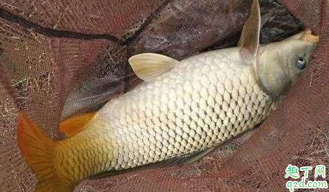 现在的季节还可以钓哪些鱼 气压多少好钓鱼