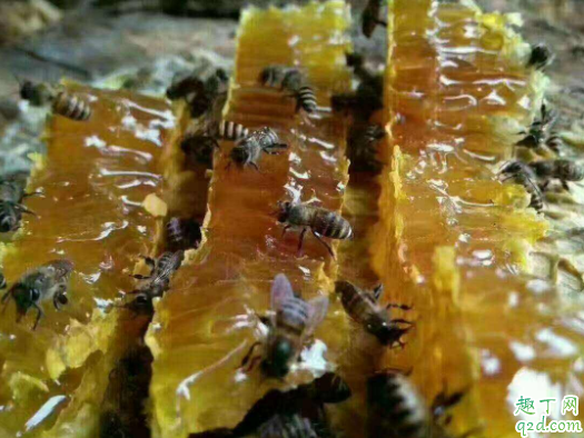 土蜂蜜是什么蜜 真正的土蜂蜜怎么鉴别