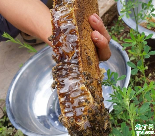 土蜂蜜和意蜂蜜哪儿不一样 中蜂蜜和意蜂蜜哪个好