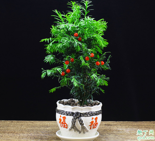 红豆杉能不能水培 红豆杉怎样养长得茂盛