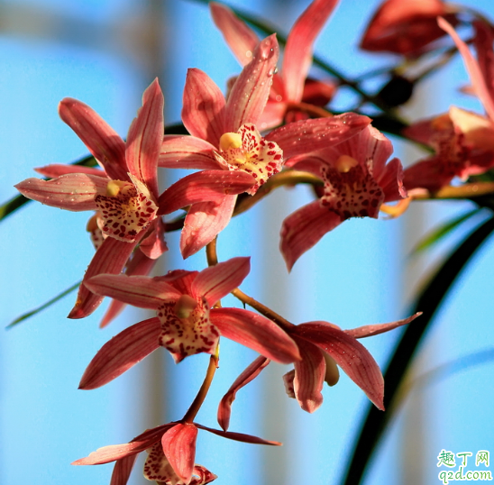 建兰一年开几次花 建兰老不开花是怎么回事
