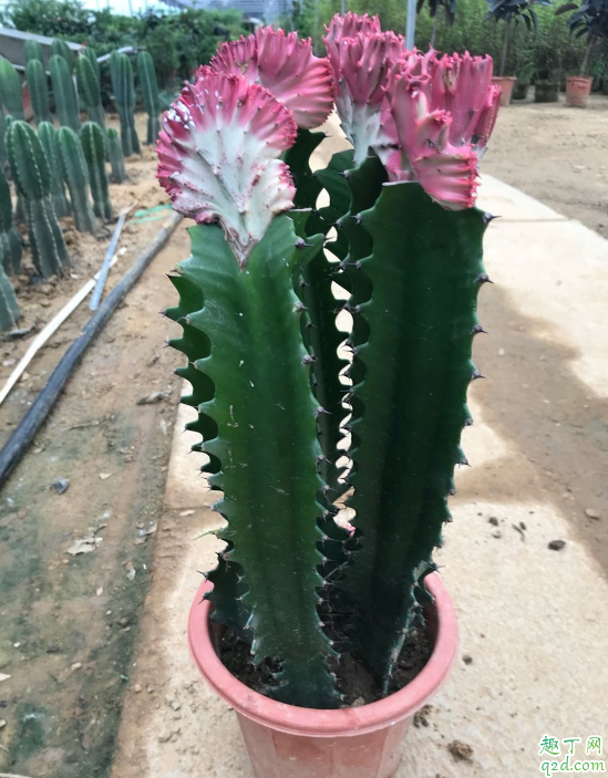 龙骨这种花会开花吗 如何促使龙骨花快速开花