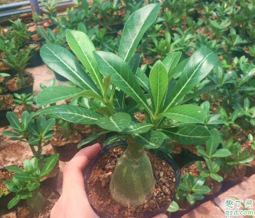 沙漠玫瑰老不开花是什么原因 如何让沙漠玫瑰多开花