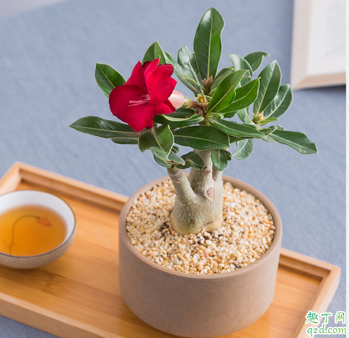 ​沙漠玫瑰老是烂根是咋回事 沙漠玫瑰烂根怎么办