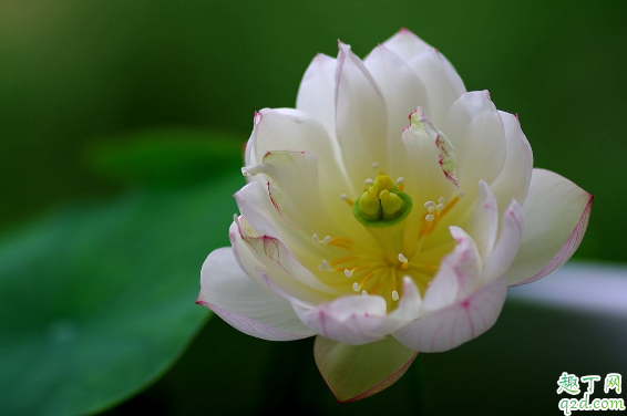 碗莲不开花是什么原因 碗莲怎么样种才会开花