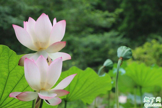 什么时候种碗莲合适 碗莲无土栽培会开花吗