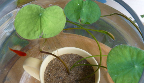 种碗莲用园土可以吗 碗莲种植用什么泥土好
