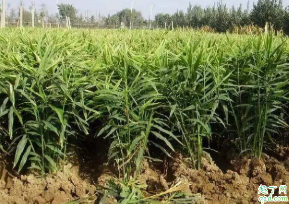 种地为什么撒草木灰 生姜种植怎么施草木灰