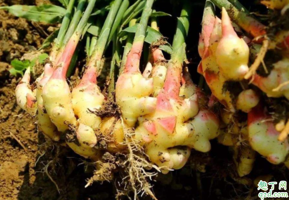种地为什么撒草木灰 生姜种植怎么施草木灰