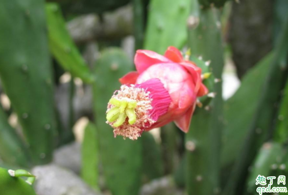 怎么让仙人掌开花 仙人掌什么时候开花