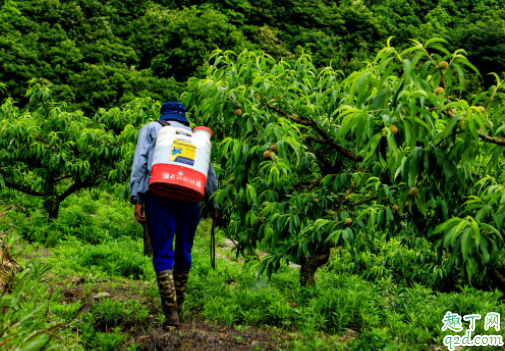 下雨前果园可以撒草木灰吗 草木灰能与农药混用吗