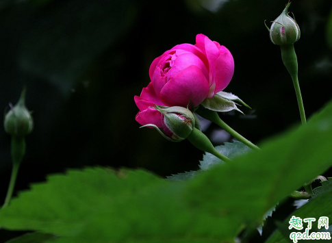 蔷薇花花苞需要打吗 蔷薇花怎么打苞舒蕾