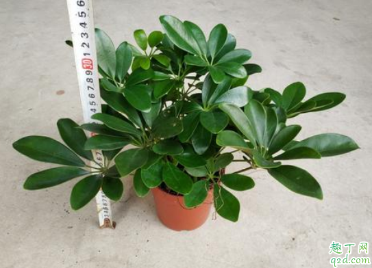鸭掌木浇水多了怎么办 鸭脚木缺水严重怎么办