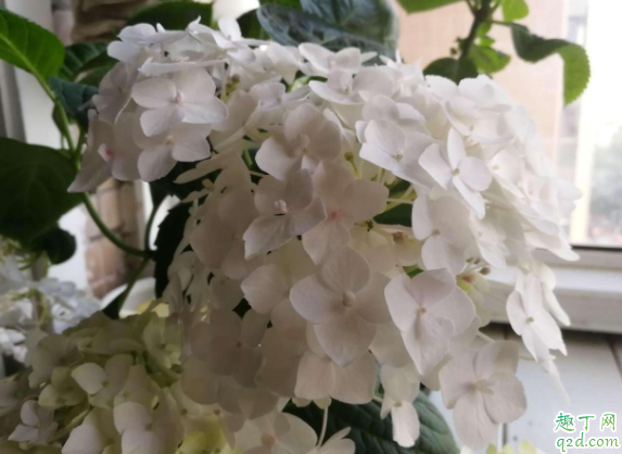 无尽夏叶片边缘内扣是怎么了 无尽夏叶子长虫怎么办