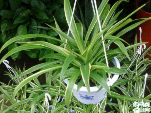 怎么移植吊兰 吊兰水培后怎样土栽培