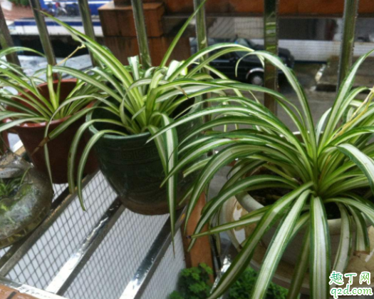 怎么移植吊兰 吊兰水培后怎样土栽培