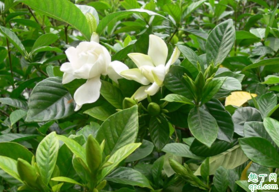 种栀子花用什么土好 栀子花怎么种还可以活
