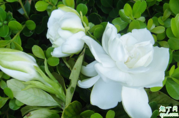 种栀子花用什么土好 栀子花怎么种还可以活