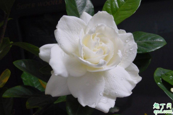 种栀子花用什么土好 栀子花怎么种还可以活