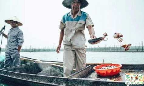 喂小龙虾苗是生豆浆还是熟豆浆 喂小龙虾苗的豆浆不煮可以吗