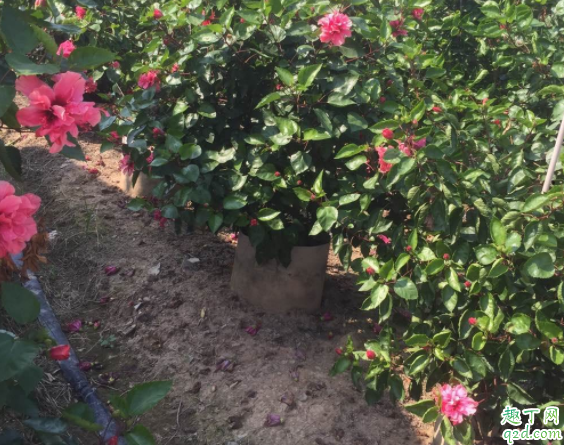 重瓣扶桑黄叶有什么办法吗 扶桑开花期怎样浇水