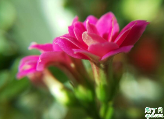 长寿花11月打顶影响开花吗 长寿花叶片变干怎么办