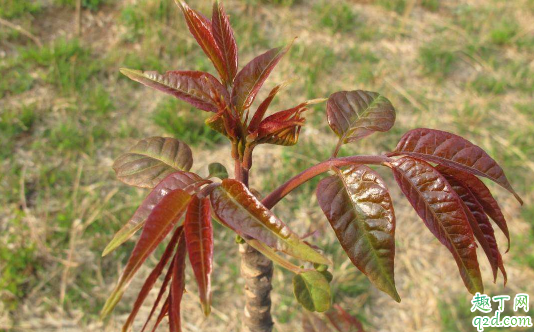 香椿芽老烂根是怎么回事 香椿芽烂根怎么办