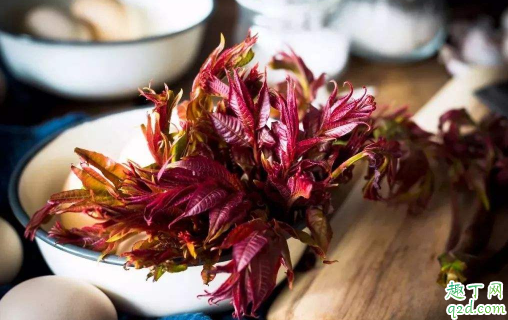 香椿芽可以种植么 如何栽种香椿芽菜