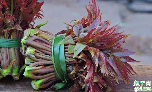 香椿芽可以种植么 如何栽种香椿芽菜