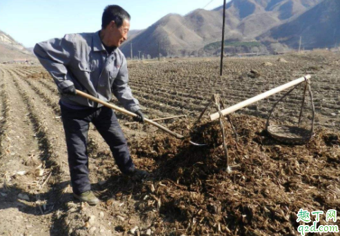 羊粪可以养哪些花 给三角梅施羊粪可以吗