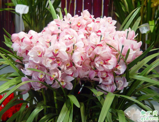 蕙兰的花期可以控制吗 蕙兰怎么养发芽发的快