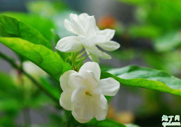 茉莉花修剪只剩主干行吗 冬季茉莉剪光可以吗