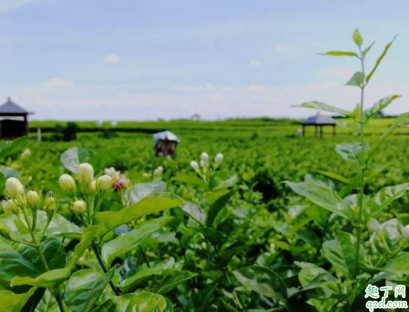 茉莉花修剪只剩主干行吗 冬季茉莉剪光可以吗