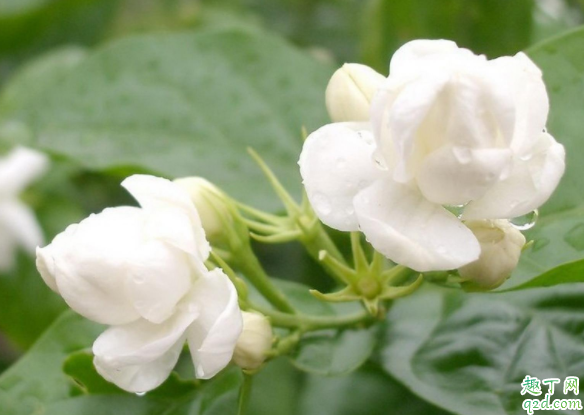 茉莉花修剪只剩主干行吗 冬季茉莉剪光可以吗