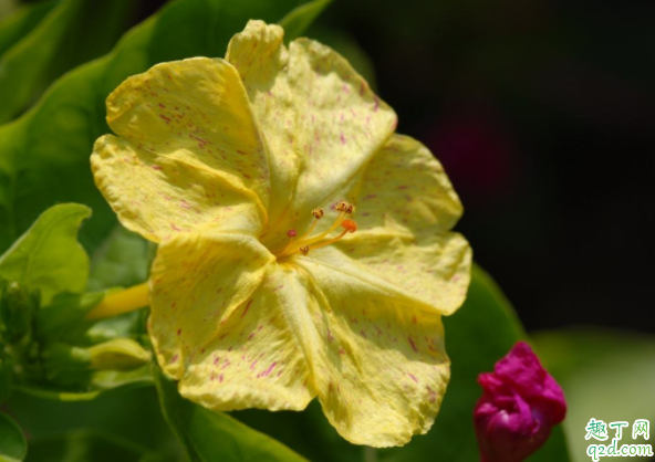 茉莉花修剪只剩主干行吗 冬季茉莉剪光可以吗