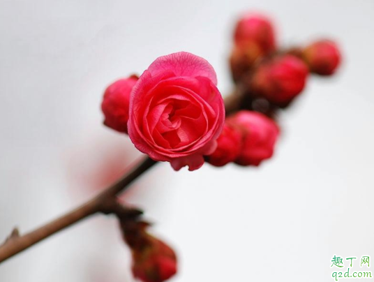 盆栽红梅浇水浇多少合适 红梅花期是什么时候