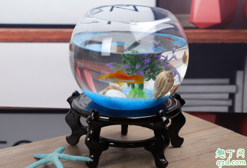 ​鱼缸可以不换水吗 鱼缸里的水应该多久换一次