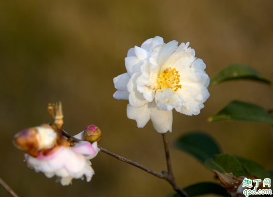 茶花能不能套塑料袋 茶花套袋保湿会闷死吗