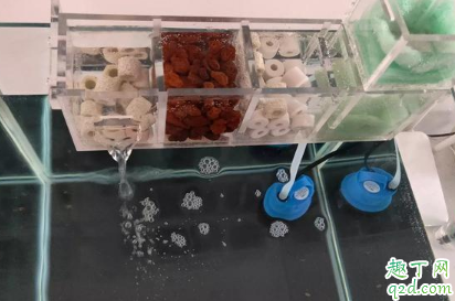 鱼缸养水三天水发白怎么回事 鱼缸发白像起雾怎么办