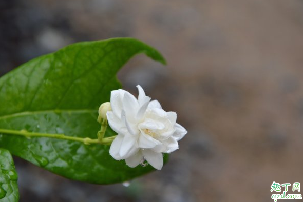 茉莉花叶子干枯容易掉怎么办 为什么茉莉的叶子一碰就掉