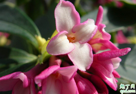瑞香花新叶发黄是怎么回事 瑞香花新叶发黄该怎么解决