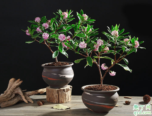 瑞香花落后的新枝能剪吗 给瑞香花修剪哪些是要注意的