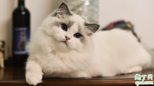 布偶猫适合新手养吗 ​养布偶猫需要注意什么