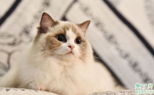 布偶猫适合新手养吗 ​养布偶猫需要注意什么