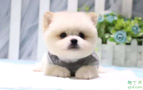 茶杯犬容易养活吗 ​饲养茶杯犬要注意什么