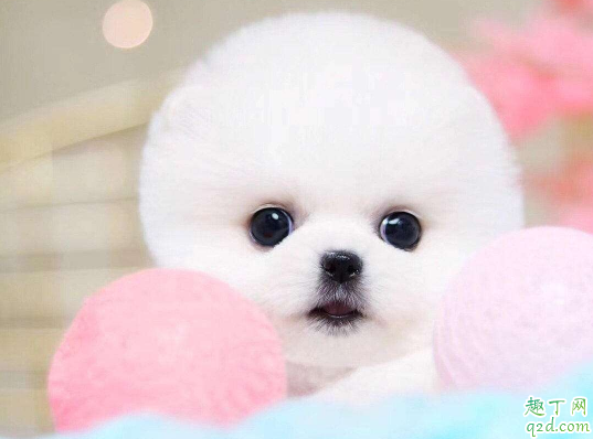 茶杯犬容易养活吗 ​饲养茶杯犬要注意什么