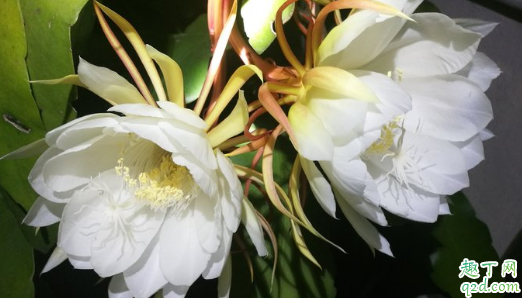 韦陀花室内养有毒吗 韦陀花怎样养花开的旺盛